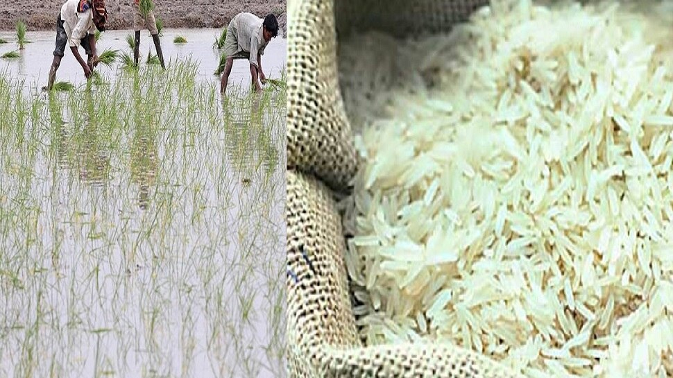 Basmati rice becomes expensive: Increase by Rs. 1400 per quintal