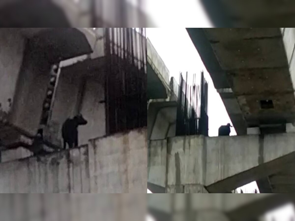Video : उड्डाणपुलाच्या पिलरवरुन पडली म्हैस; नागपुरातील भयंकर घटना title=