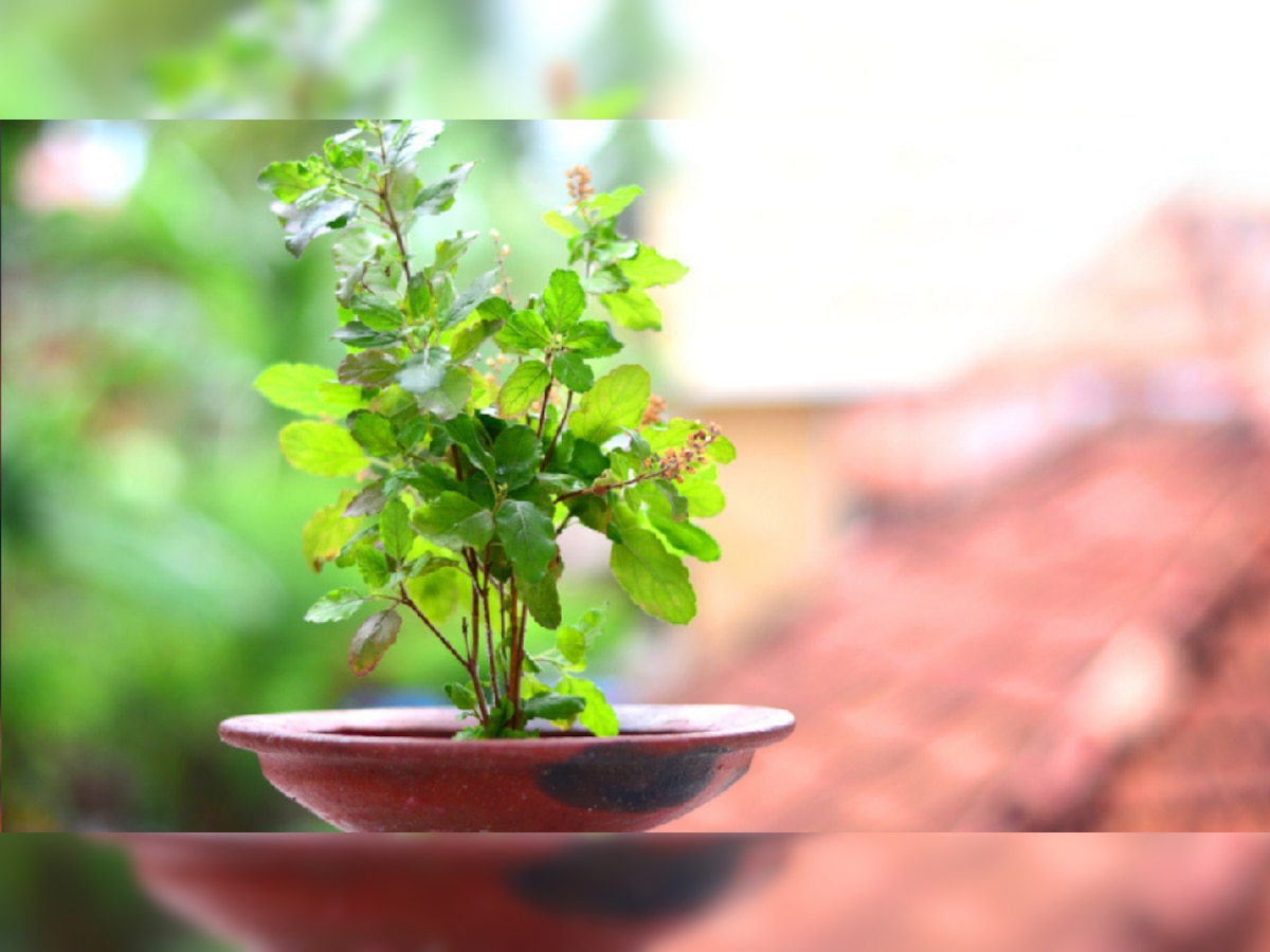 Tulsi Puja Rules: तुळशीची पानं तोडत असाल तर प्रथम नियम जाणून घ्या, नाहीतर... title=