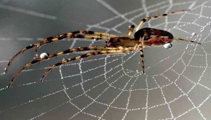 how-to-get-rid-of-spider-web