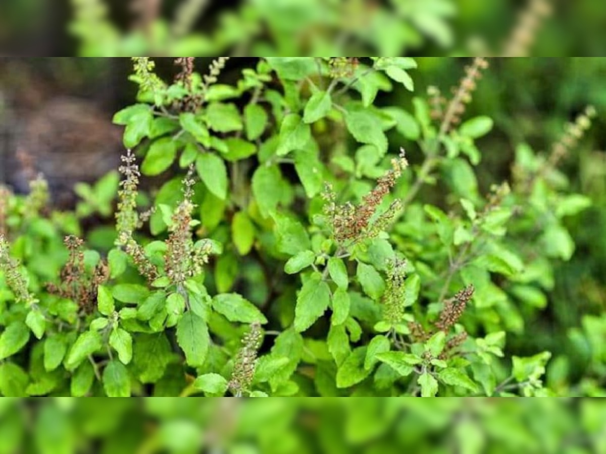 Tulsi Puja : सकाळी तुळशीची पूजा करताय? 'हे' 5 नियम जरूर पाळा! title=