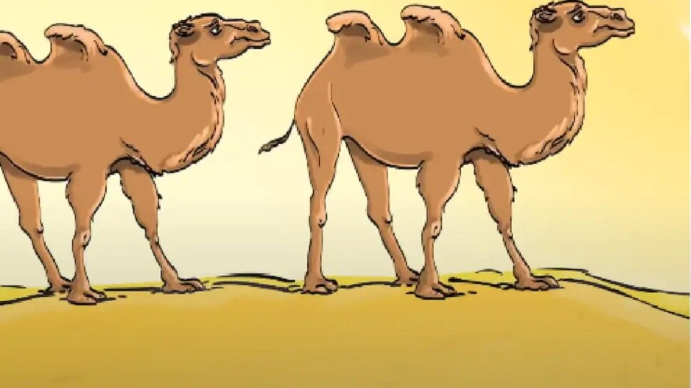 camel dessert sunlight phote only genius can find the mistake