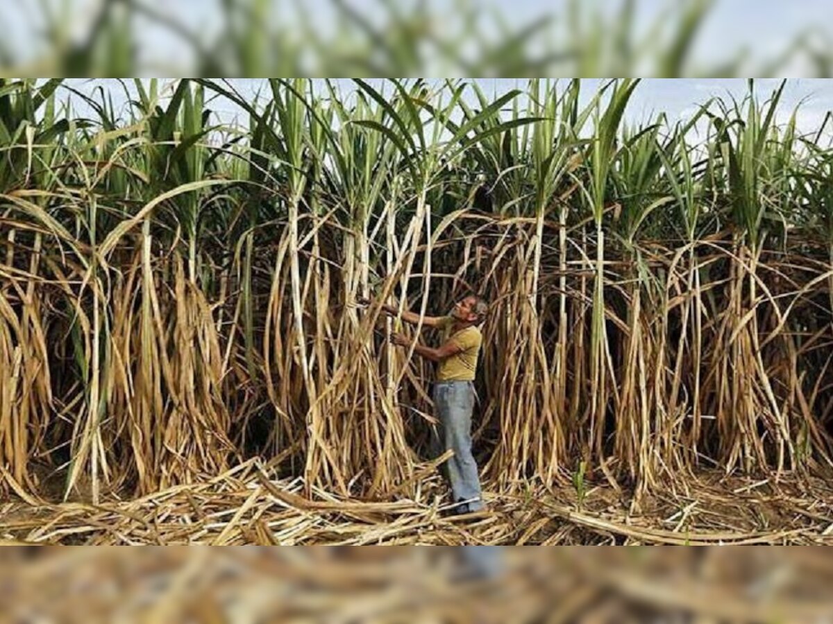 FRP for Sugarcane: केंद्र सरकारची शेतकऱ्यांना खूशखबर; साखरेच्या FRP मध्ये इतक्या रुपयांची वाढ title=