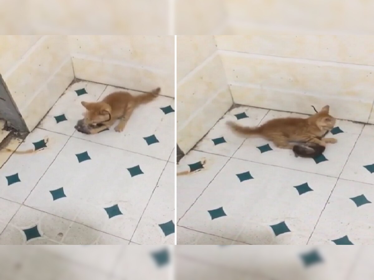 Video : पैज लावून सांगतो, मांजर आणि उंदराचं असं भांडण तुम्ही पाहिलंच नसेल... title=