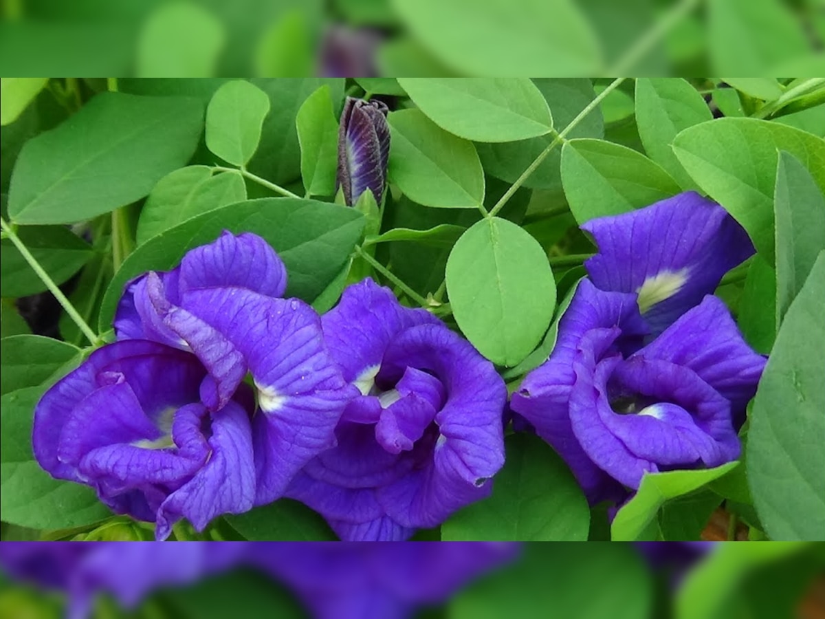 Aprajita Flower Farming: अपराजिताच्या फुलांची शेती करा आणि तिप्पट नफा कमवा title=