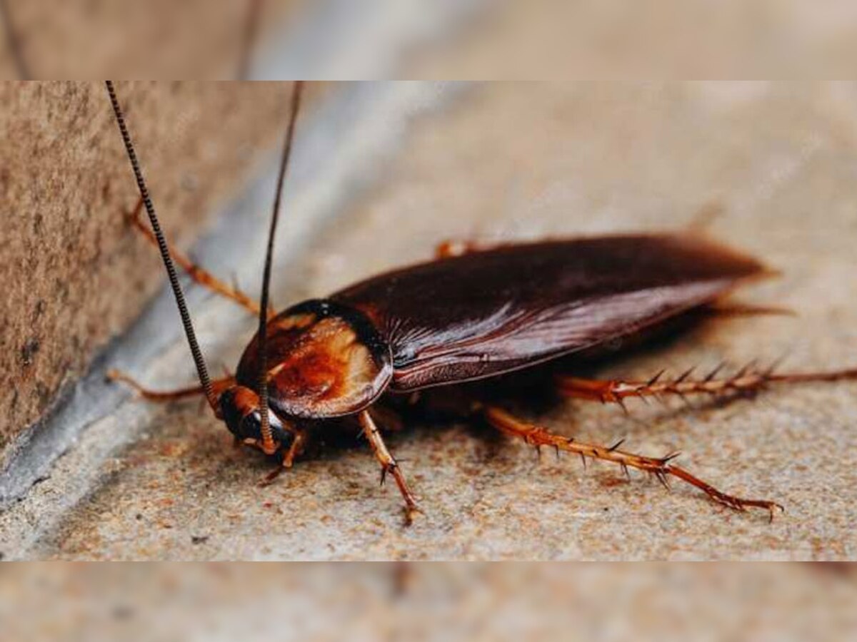 Cockroach Remedies: झुरळांपासून मुक्ती मिळवण्यासाठी घरगुती उपाय title=
