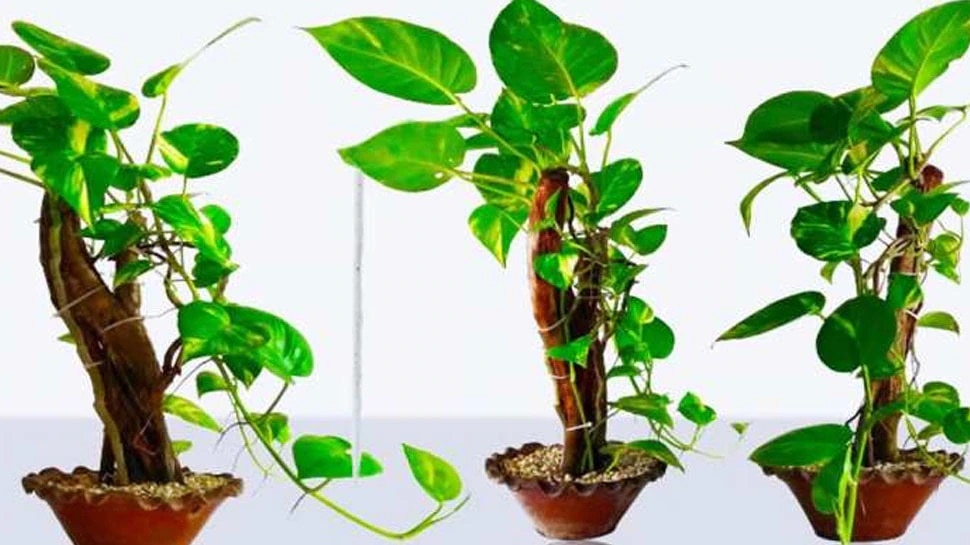 Money Plant Are you going to install money plant at home? Must know
