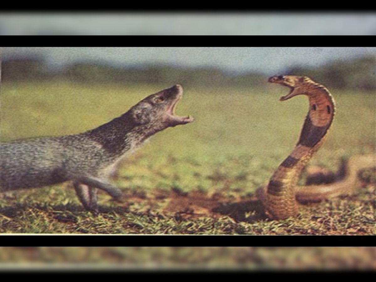 King Cobra And Mongoose: किंग कोब्रा आणि मुंगूसाच्या लढाईचा व्हिडीओ तुफान वायरल..शेवटी जे झालं ते पाहून सर्वच थक्क  title=