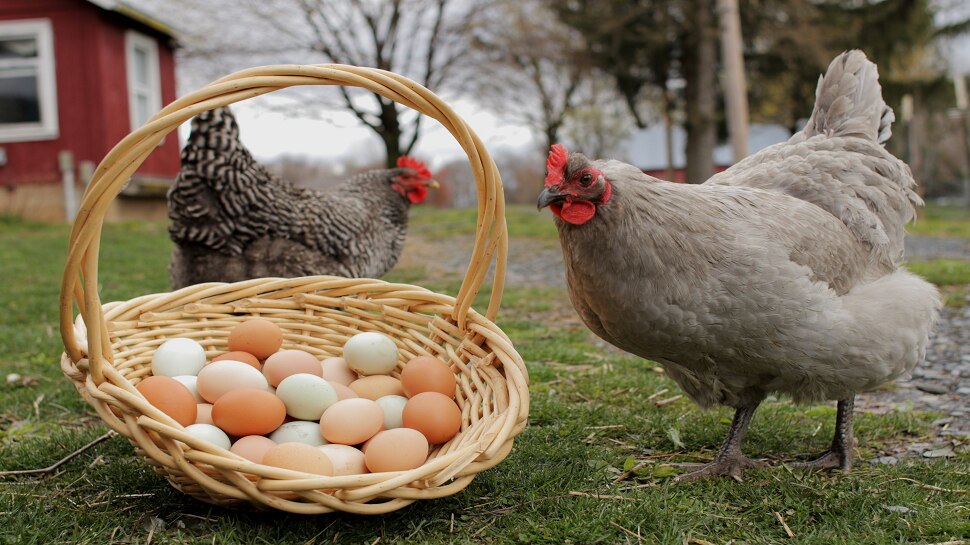Eggs: &#039;ही&#039; अंडी खाणे आरोग्यासाठी धोकादायक, संशोधनातून धक्कादायक माहिती आली समोर