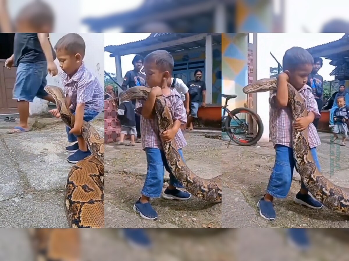 Small boy playing with python: लहान मुलाने दहापट मोठ्या अजगराला उचललं, छातीशी लावलं, पुढे काय झालं? पाहा title=