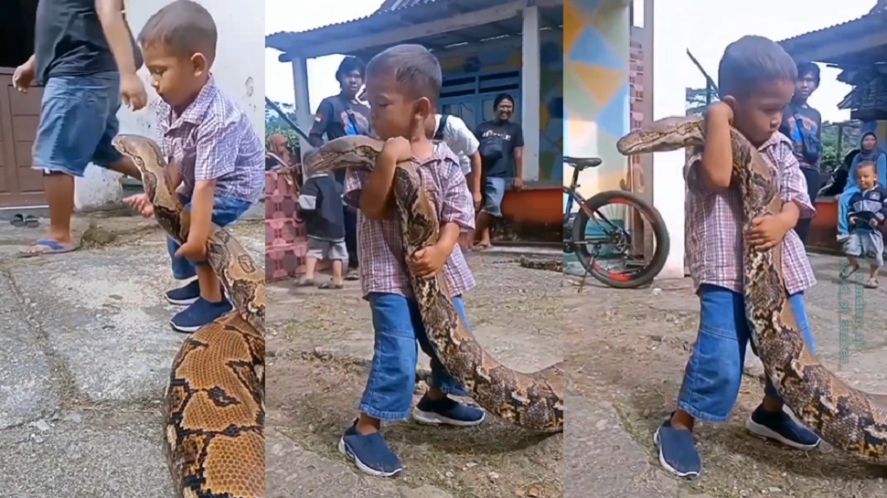 Viral video of small boy playing with huge indian python video goes viral