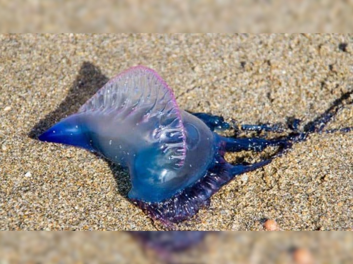 Jellyfish: मुंबईत गणेशोत्सवाच्या आधी जेलीफिशने वाढवली चिंता, समुद्र किनाऱ्यावर प्रशासन सतर्क title=