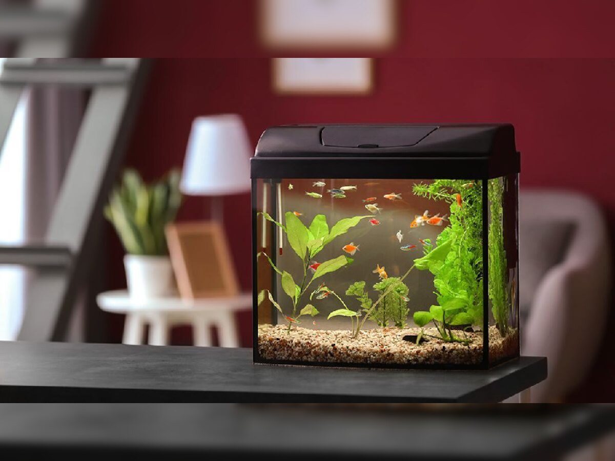 Vastu tips : घरात Fish Tank ठेवत असाल तर हे नियम जरूर पाळा; अन्यथा आर्थिक स्थिती होईल कमकुवत title=