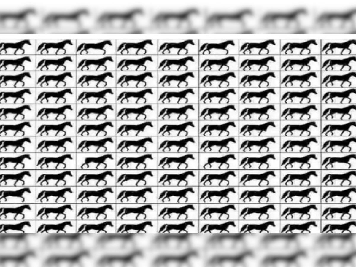 Optical Illusion : फोटोत लपलेत 3 पायांचे घोडे, शोधून दाखवाच title=