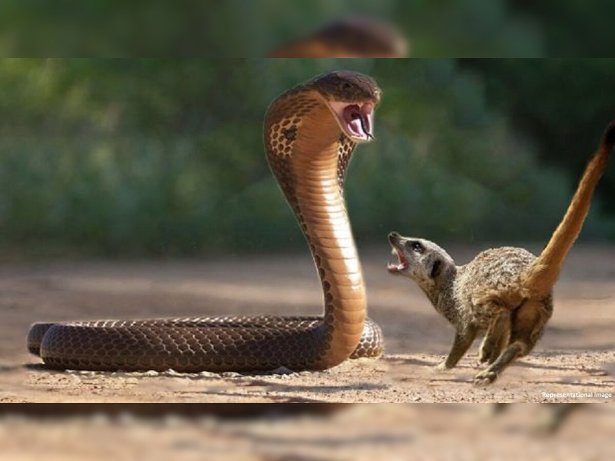 Mongoose VS King Cobra Fight Video: किंग कोब्रा आणि मुंगूसची फाईट, वातावरण टाईट! title=