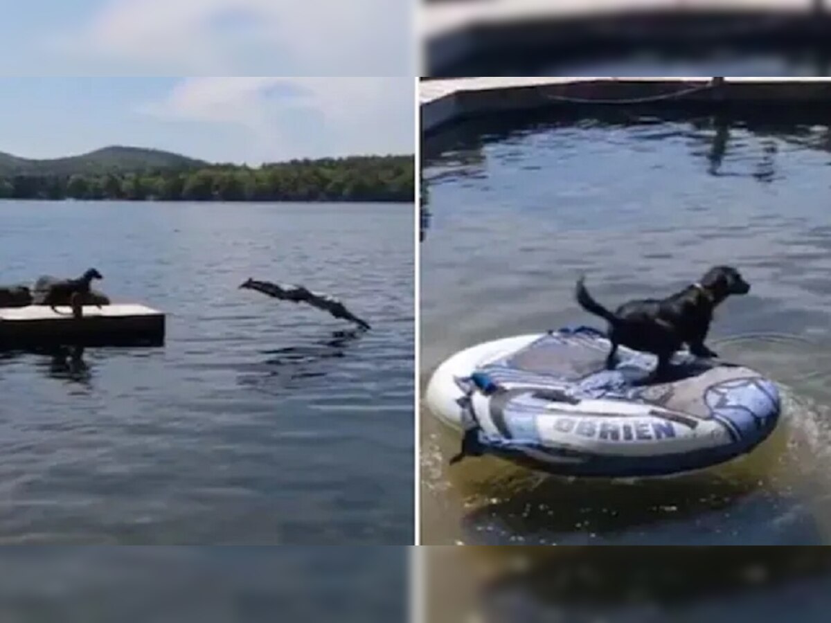 मालकाला वाचवण्यासाठी कुत्र्याची पाण्यात उडी,VIDEO होतोय व्हायरल title=