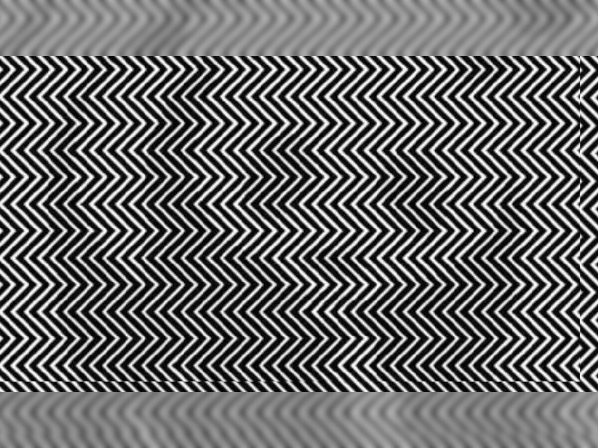 Optical Illusion : तीक्ष्ण नजर असेल तरच शोधू शकता फोटोमध्ये लपलेला प्राणी title=