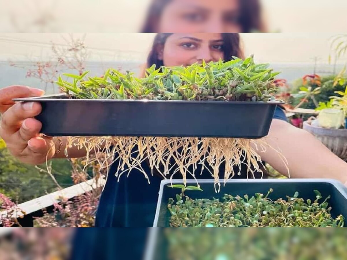  Hydroponic Farming : आता करता येणार मातीविना शेती; जाणून घ्या नवे तंत्रज्ञान title=