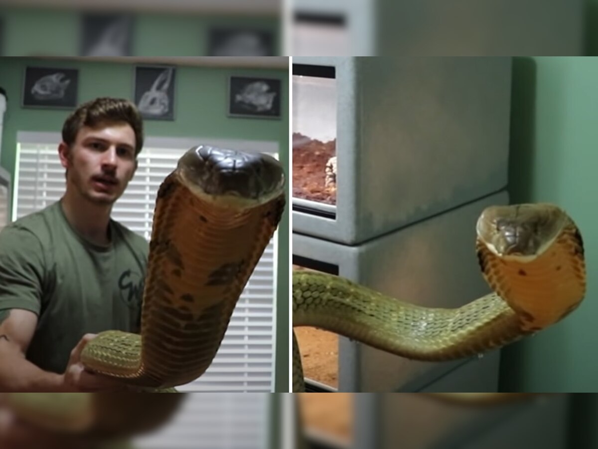 Shocking Video: विषारी King Cobra घातली आंघोळ! व्हिडीओ पाहताना उडेल थरकाप title=