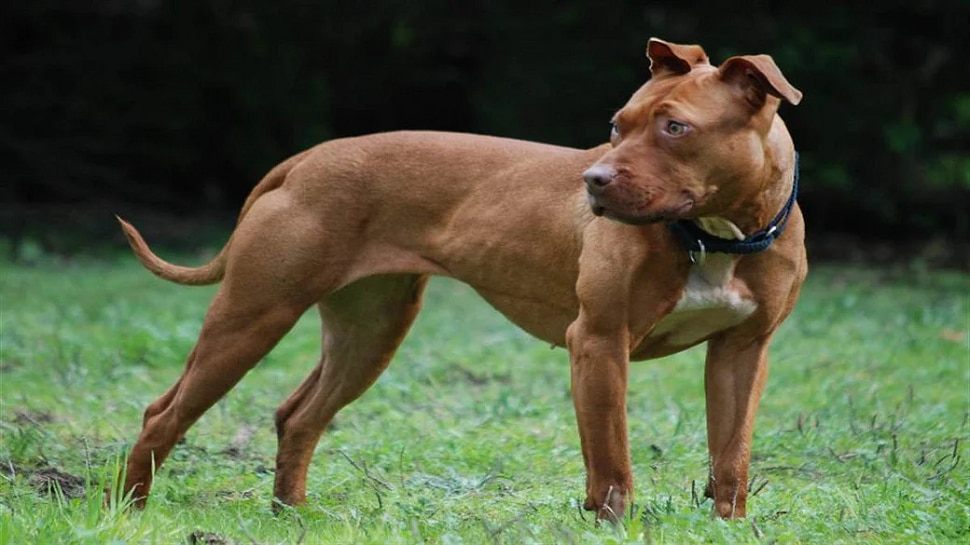 pitbull mutt pitbull mutt
