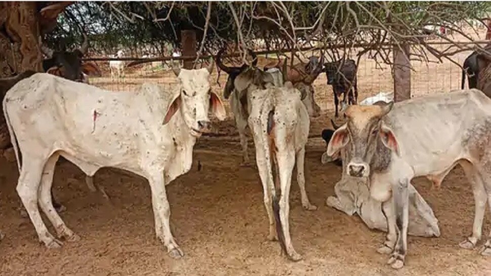 Lumpy Virus Wreaks Havoc In India Death Of 58 Thousand Cows 9493