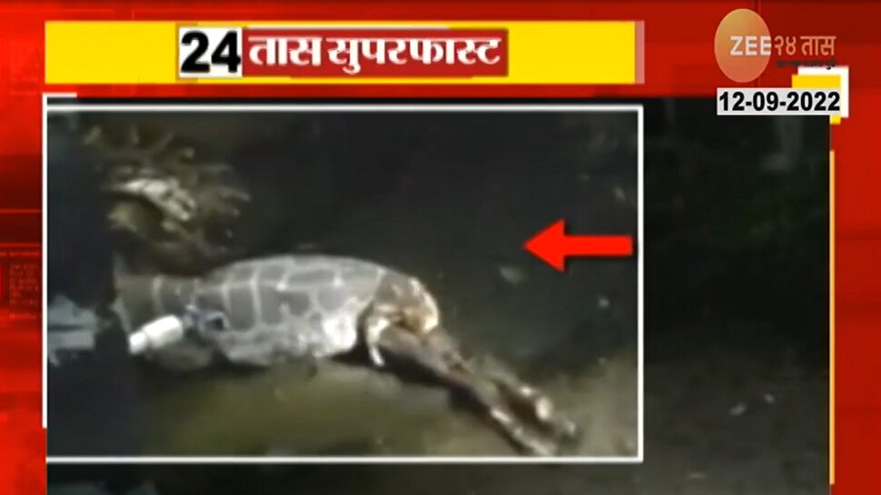 OMG! महाकाय अजगराने नेमकं गिळलं तरी काय आहे ?, पाहा Shocking Video