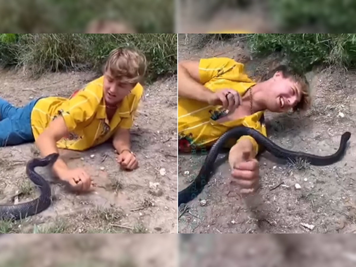 Snakes: अत्यंत विषारी सापासमोर येऊन झोपला...पुढे काय झालं पाहा हा अवाक् करणारा Video title=