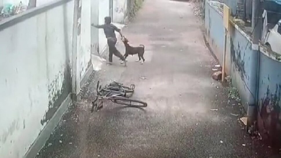 shocking news dog attack on bicycle riding boy tremble after watching video
