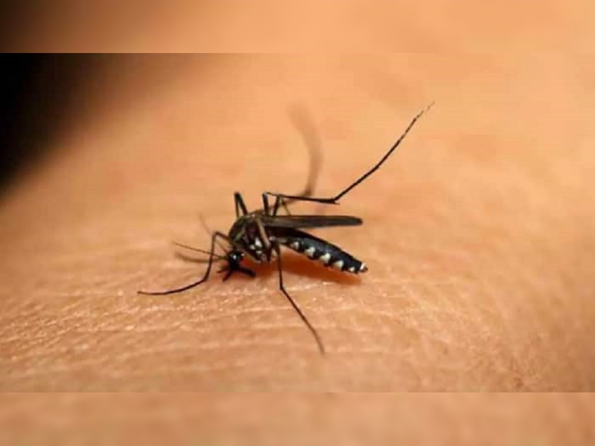 डेंग्यू,मलेरिया झाल्यावर शरीरातील प्लेटलेट्स कसे वाढवाल? जाणून घ्या title=