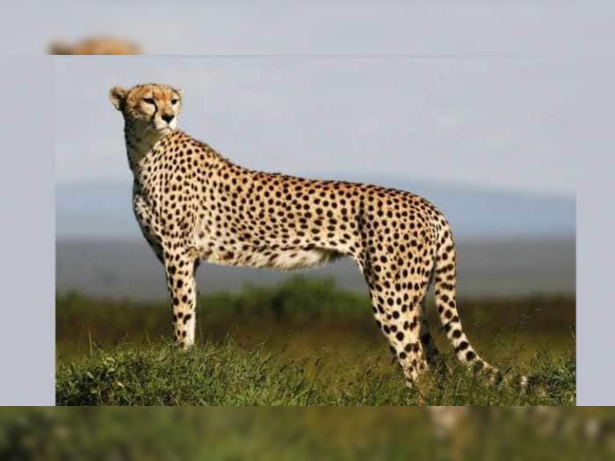 Cheetah Is Back : 70 वर्षांनंतर भारतात पुन्हा चित्ते, विशेष विमानाने 8 चित्ते दाखल  title=