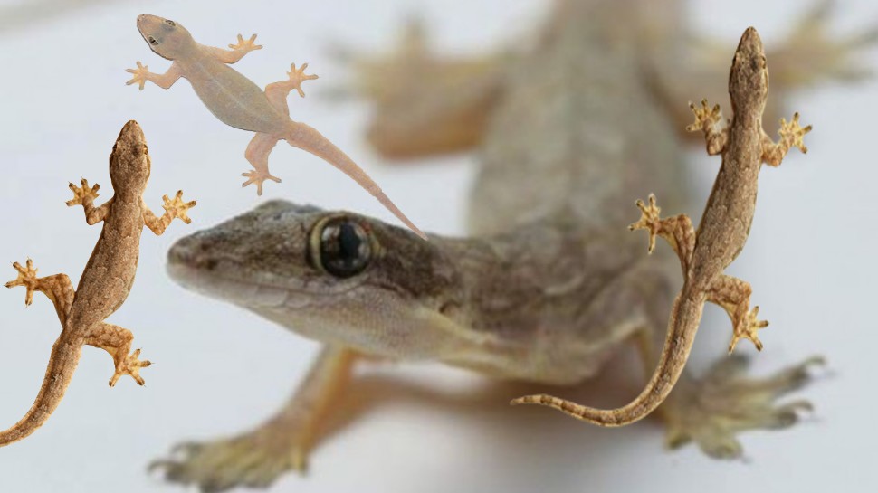 Get rid of Lizards Home Hacks On How To Get Rid Of Lizards At Home