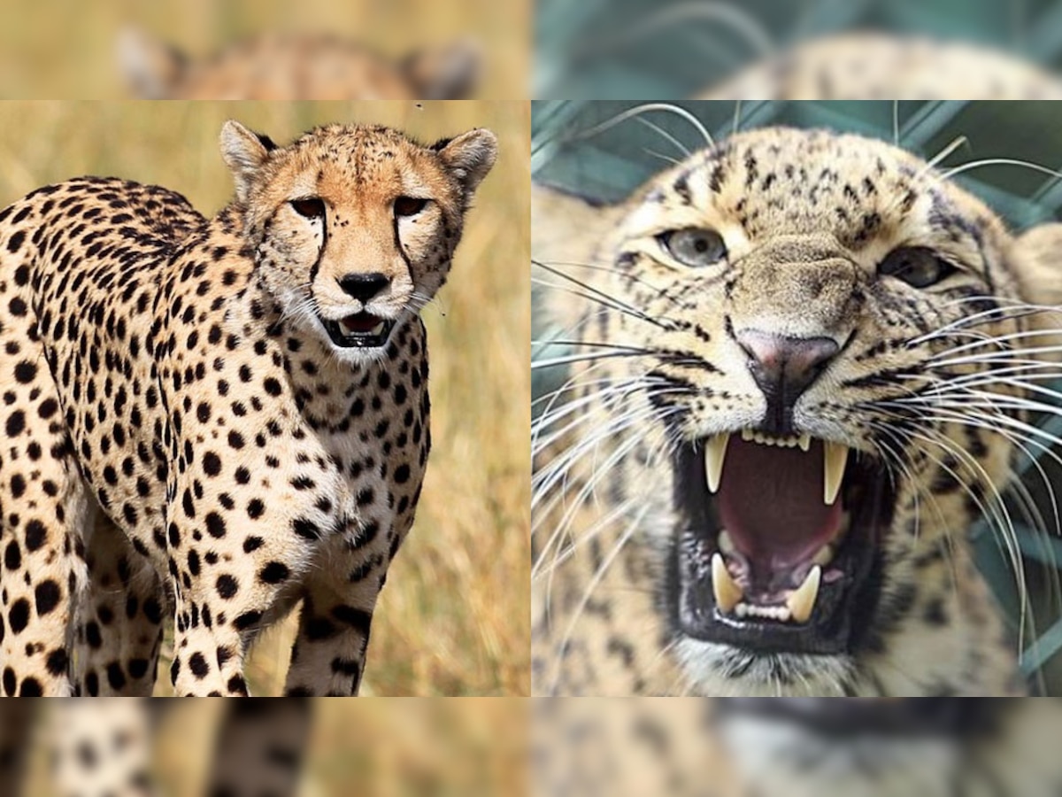 Cheetah Vs Leopard : चित्ता आणि बिबट्या यांच्यात काय फरक आहे? हे वैशिष्ट्य दोघांना करते वेगळे  title=