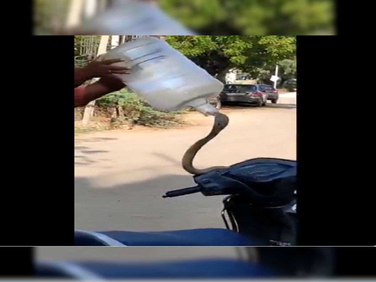  viral Video स्कुटीतून निघाला king Cobra..तुमच्यासोबतही घडू शकतो हा प्रकार.. title=