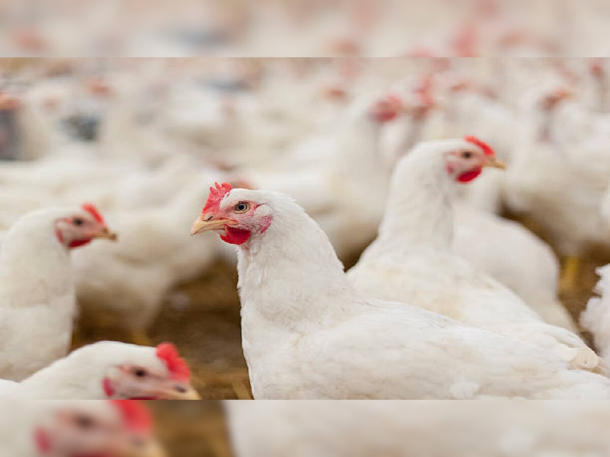 Fact Check :कोंबड्यांना लम्पी आजाराची लागण? चिकनप्रेमींसाठी महत्त्वाची बातमी title=