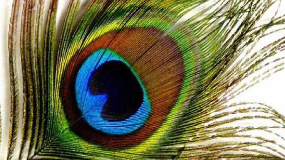 morpankha-totke-5-amazing-benefits-of-keeping-peacock-feather-at-home