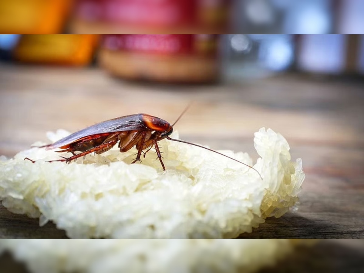 Cockroach Mosquito-fly Remedies: 'हा' उपाय समूळ नष्ट करेल माशा, मच्छर आणि झुरळांनी मांडलेला उच्छाद  title=