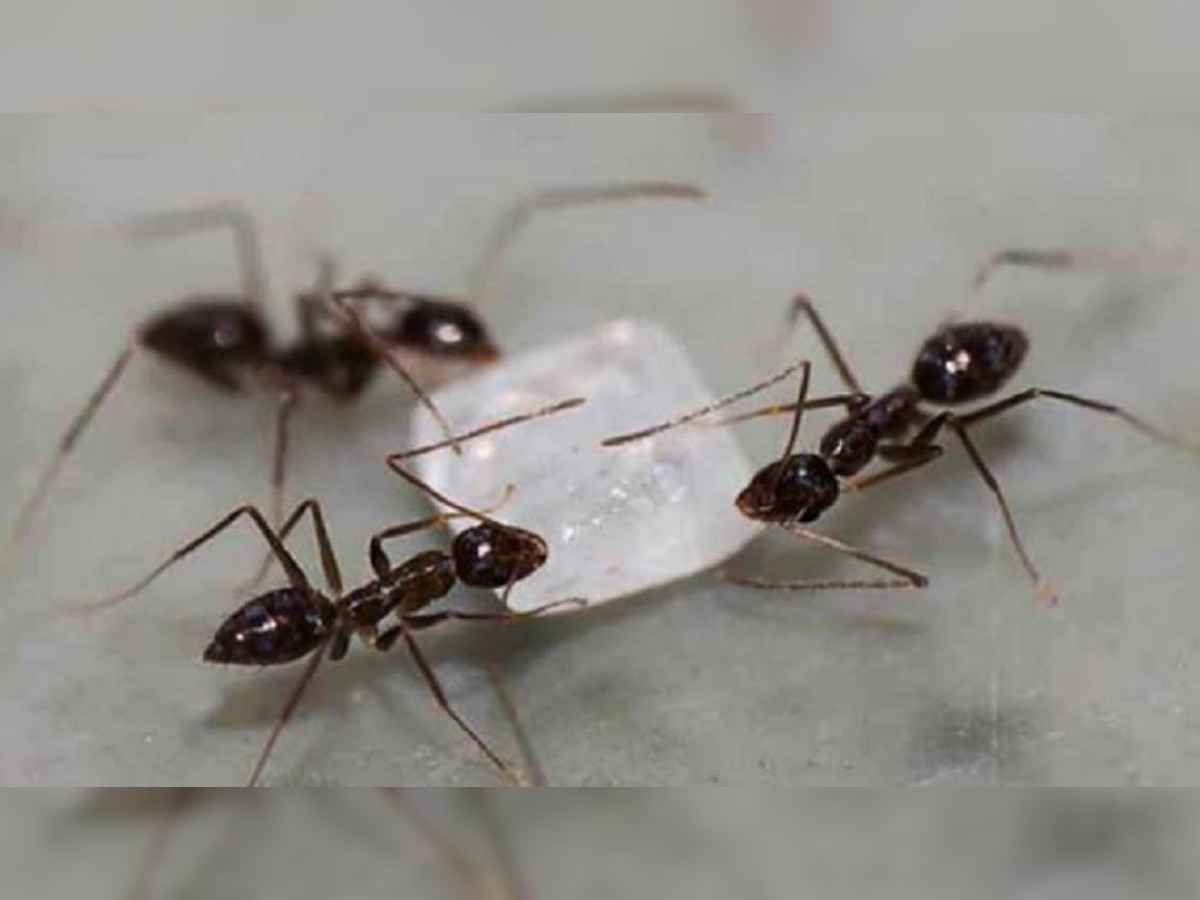 Knowladge News: पृथ्वीतलावर किती मुंग्या आहेत माहिती आहे का? जाणून घ्या मानवाला कसा होतो फायदा title=