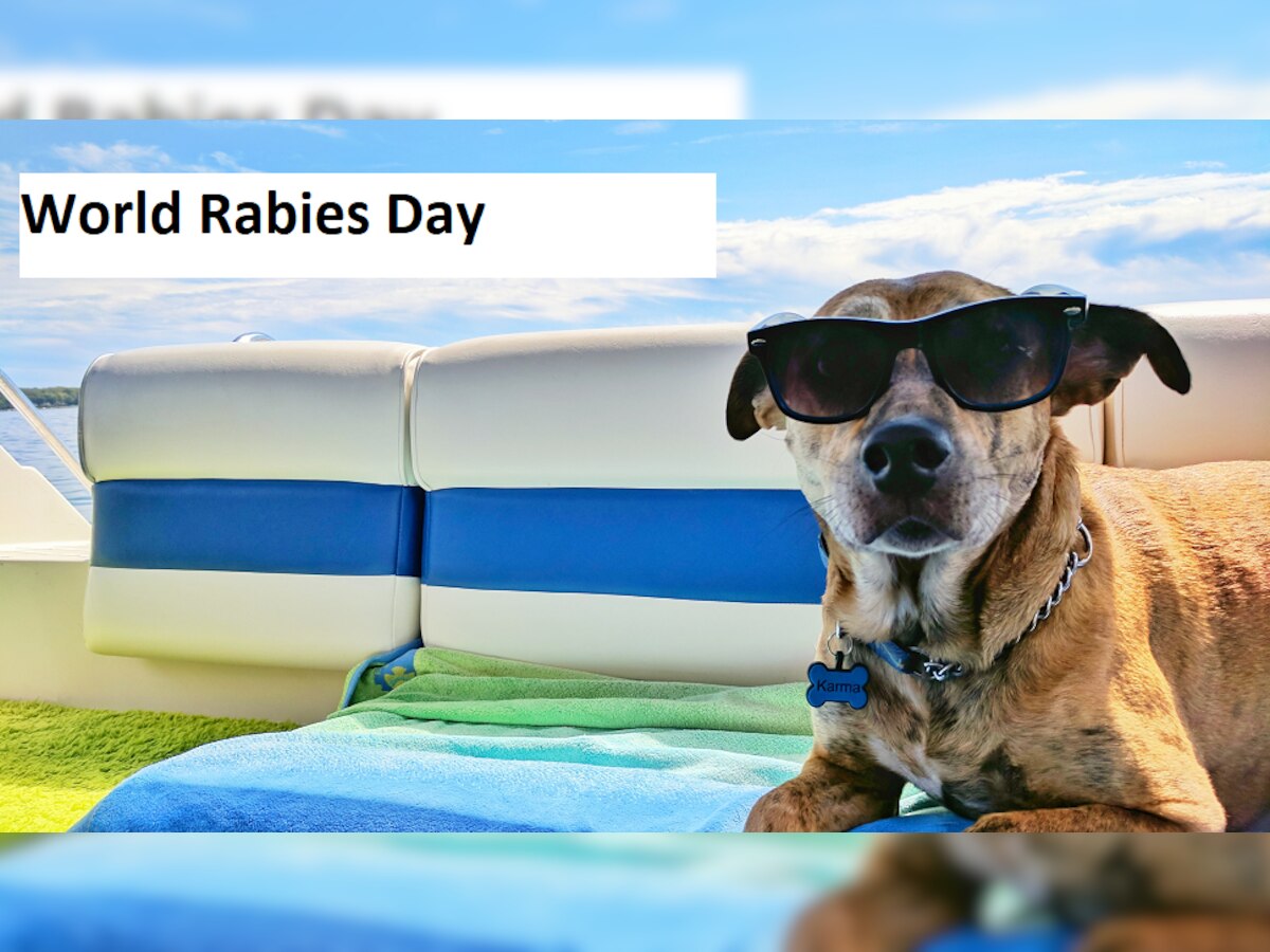 World Rabies Day: कुत्र्याने चावा घेतल्यावर 'हा' घरगुती उपचार ठरेल संकटमोचक... वाचा title=