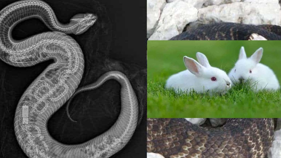 Viral Video : Python Swallows Rabbits in Nagpur’s Khumari Village, Gut ...