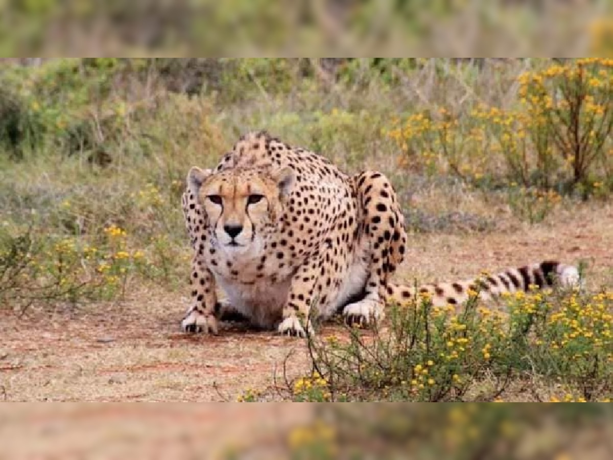 मध्य प्रदेशातील Cheetah देणार Good News; देशात चित्त्यांची संख्या वाढण्याची 'आशा' title=