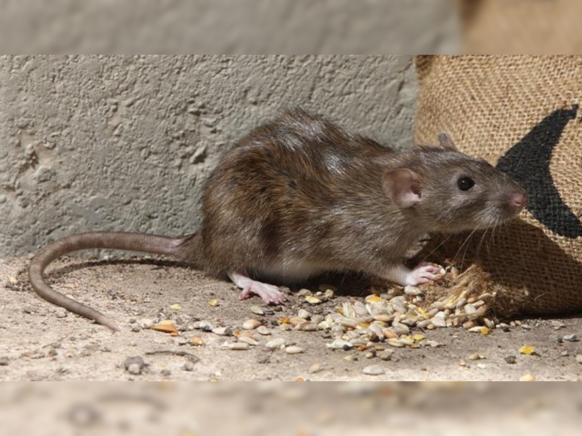 Rats Problem: तर उंदीर घरात कधीही दिसणार नाहीत, हे 5 घरगुती उपाय एकदा करुन पाहा; डोकेदुखी कायमची होईल दूर  title=