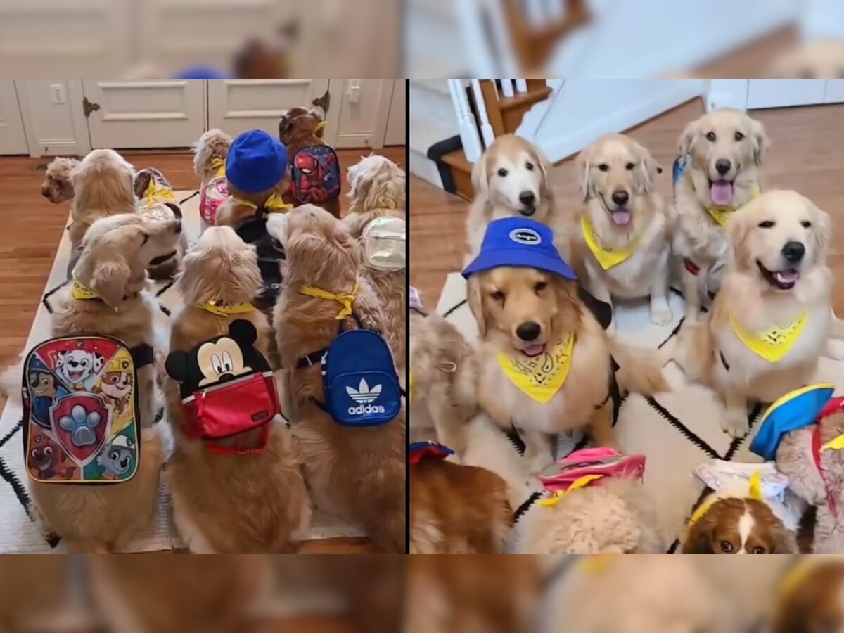 School Bus ची वाट पाहतानाचा कुत्र्यांचा Video Viral, पाठीवर बॅग घेऊन लावल्या रांगा title=