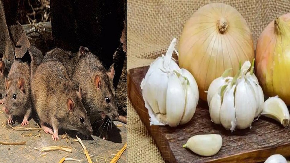 home remedies for rats use this tips with garlic and onion gh