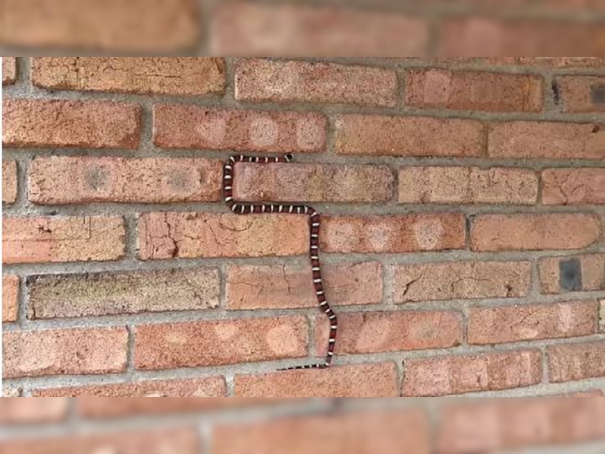 भिंतीवर सरपटणारा साप पाहून मोबाईलमधील Snake Game ची येईल आठवण, पाहा Viral Video title=