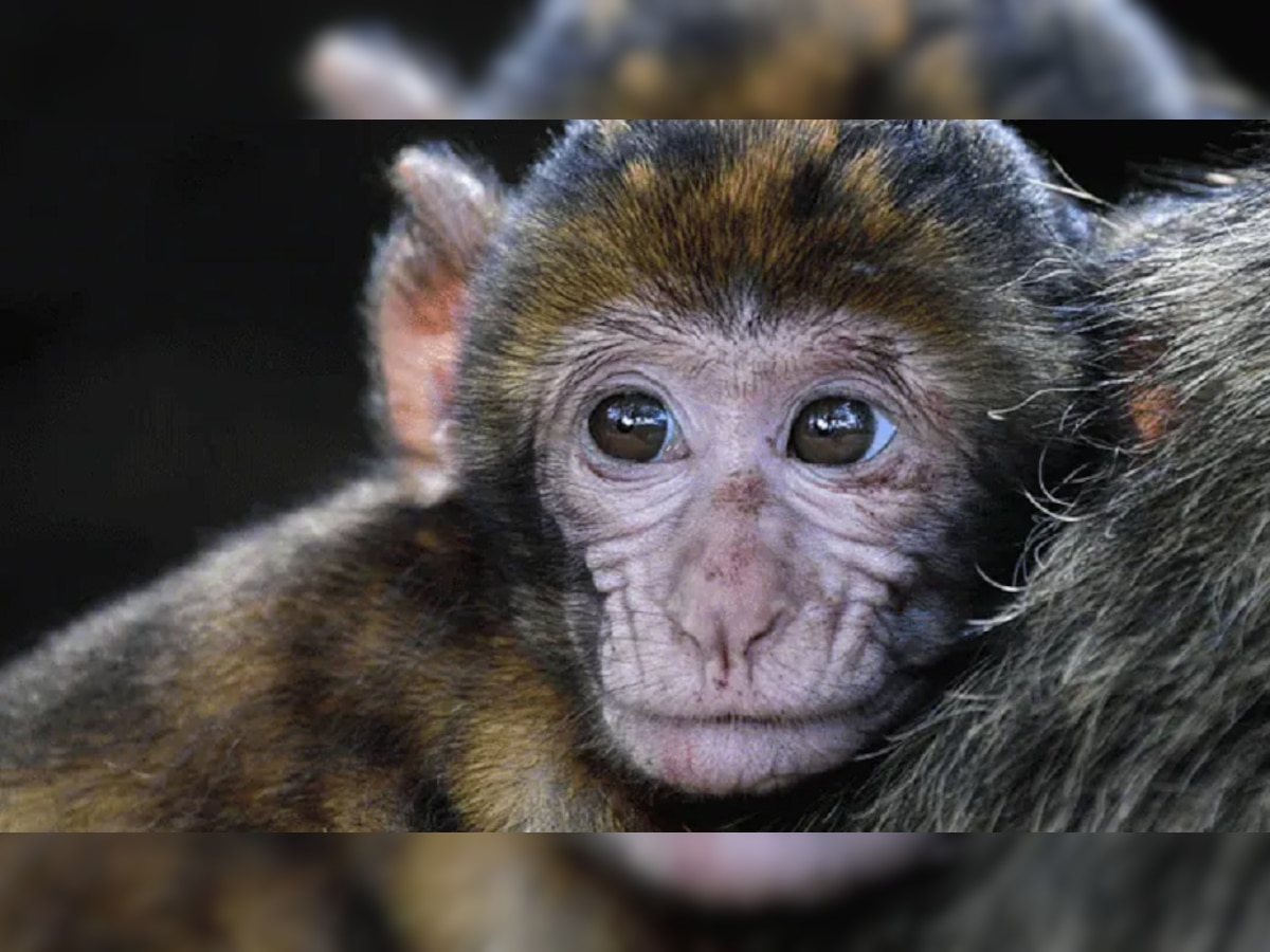Amazing Facts: तुम्हाला माहितेय का? आपले पूर्वज माकडं नाहीत तर... धक्कादायक खुलासा title=
