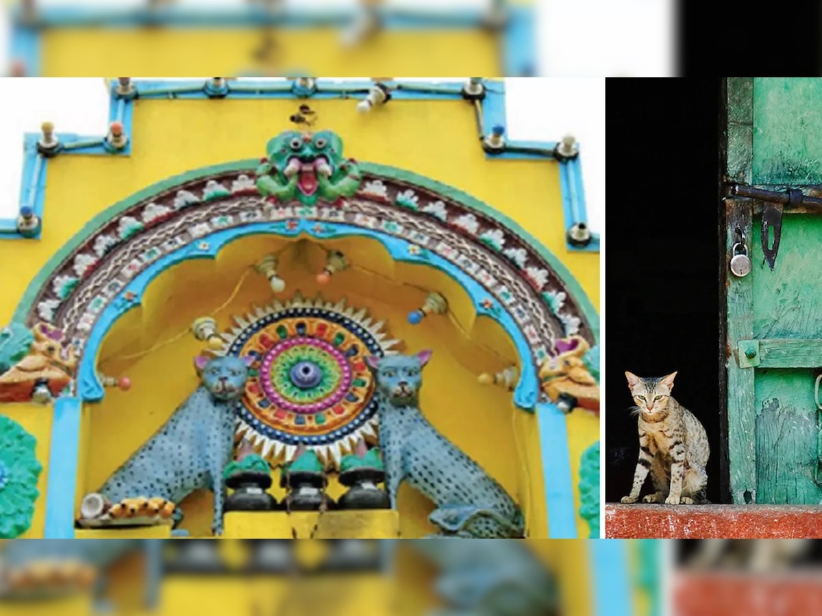 Indian Temple: भारतातील एक अनोखे मंदिर; जिथे गेल्या 1000 वर्षांपासून होते मांजरीची पूजा!  title=
