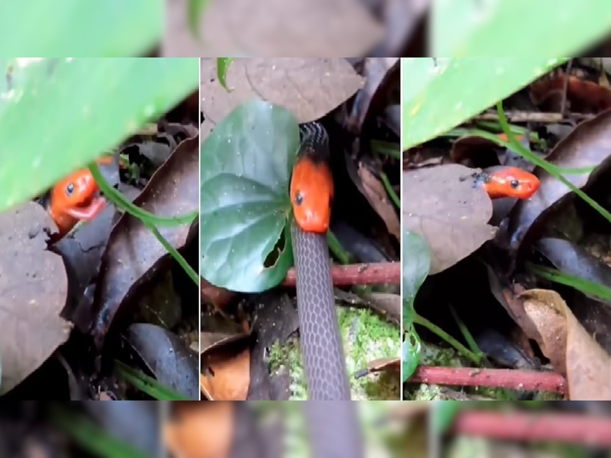Video: सापानं सापालाच जिवंत गिळलं! व्हिडीओ पाहून अंगावर येईल शहारा title=