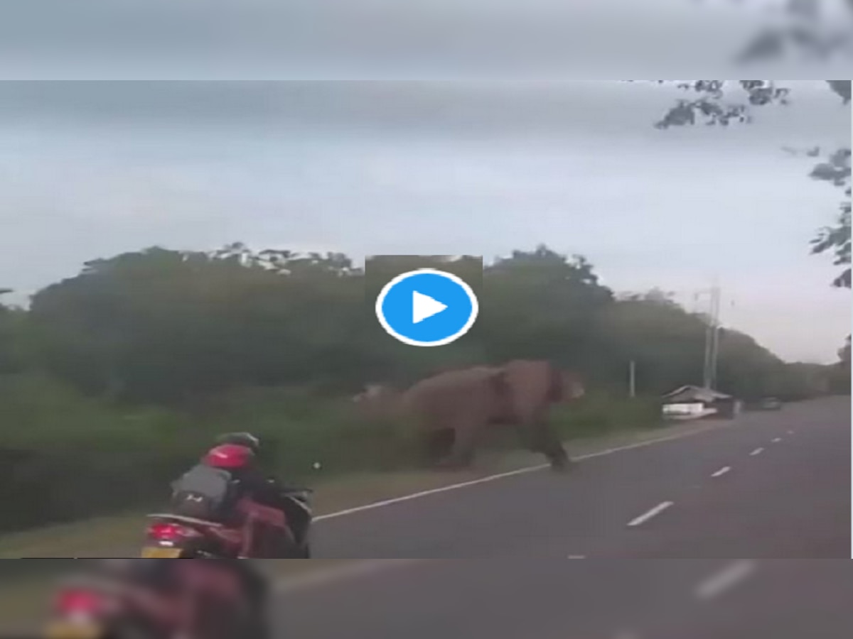 हत्ती रस्ता ओलांडत असताना अचानक स्कूटीवरुन जात असलेल्या महिलेला बिघडला तोल...VIDEO title=
