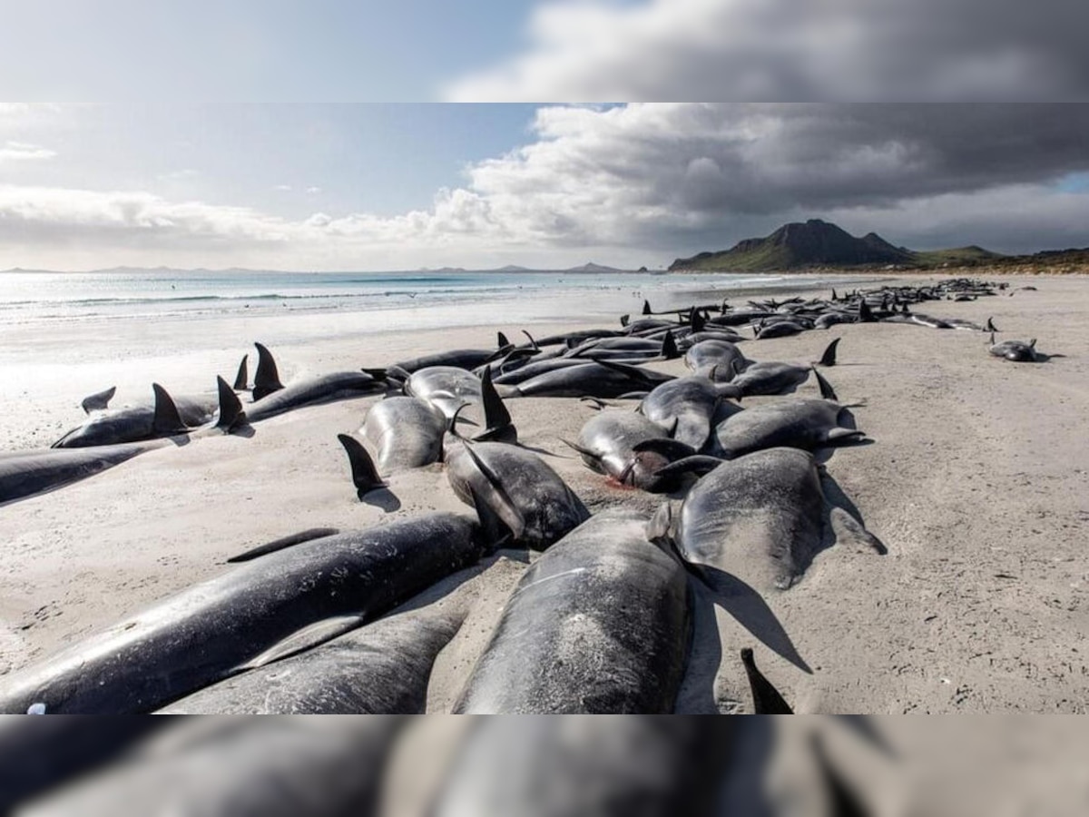 Whale Died : अरे देवा!  समुद्र किनाऱ्यावर 400 हून अधिक व्हेल मासे तडफडून मेलेत... title=