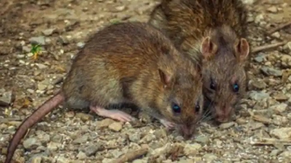 What to do if you want to get rid of house mice without killing them nz